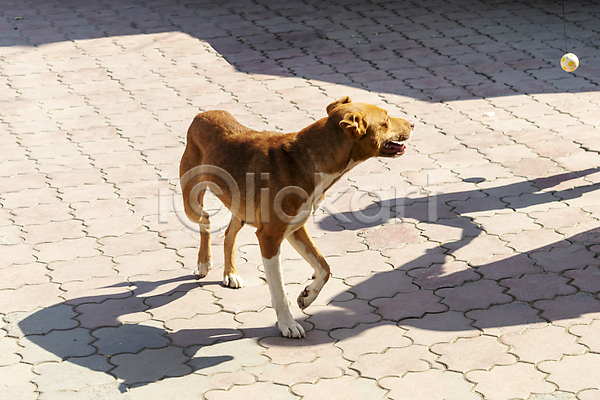 산책 사람없음 JPG 포토 해외이미지 강아지 그림자 반려견 반려동물 야외 주간 한마리