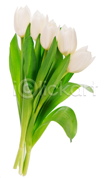 사람없음 JPG 포토 해외이미지 봄꽃 실내 여러송이 잎 튤립 흰배경