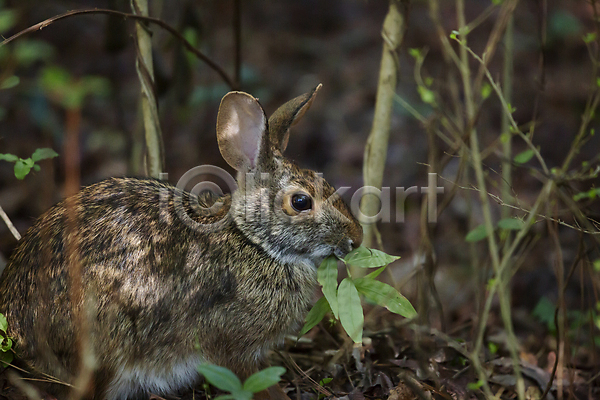 사람없음 JPG 아웃포커스 포토 해외이미지 먹기 야생동물 야외 잎 주간 토끼 풀(식물) 한마리