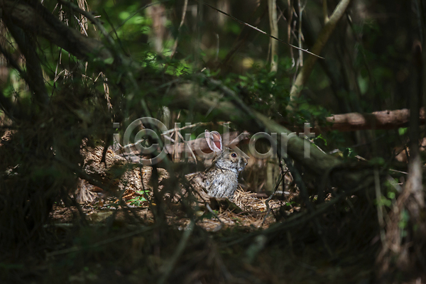 사람없음 JPG 소프트포커스 포토 해외이미지 덩굴 숲속 야외 주간 토끼 한마리 햇빛