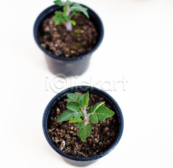 사람없음 JPG 포토 해외이미지 모종 식물 원예 잎 토마토 흙