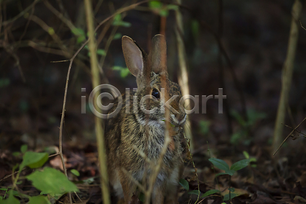 사람없음 JPG 아웃포커스 포토 해외이미지 숨기 야생동물 야외 응시 주간 토끼 풀(식물) 한마리