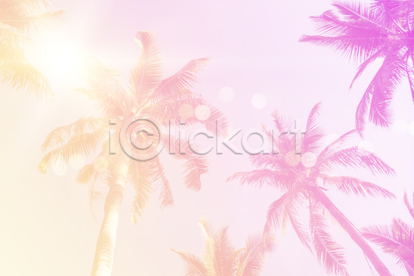 사람없음 JPG 포토 해외이미지 그라데이션 노란색 분홍색 야외 야자수 여름(계절) 여름풍경 주간 하늘 햇빛