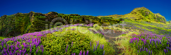 고독 산책 자유 사람없음 JPG 포토 해외이미지 고립 꽃 멀리 북극 빙하 산 섬 수평선 습지 아이슬란드 야외 여행 이끼 자국 자연 장면 컬러풀 파노라마 풍경(경치) 하늘 하이킹 화산 환경 황무지 휴가