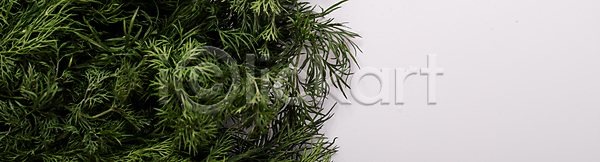 성장 신선 사람없음 JPG 포토 해외이미지 건강 고립 공백 나뭇가지 내추럴 다발 딜 먹기 발사 배너 백그라운드 벽지 뼈대 식물 싱글 양념 우주 유기농 음식 잎 자연 재료 조미료 채소 채식주의자 초록색 카피스페이스 해외포토 향 향신료 허브 흰배경 흰색