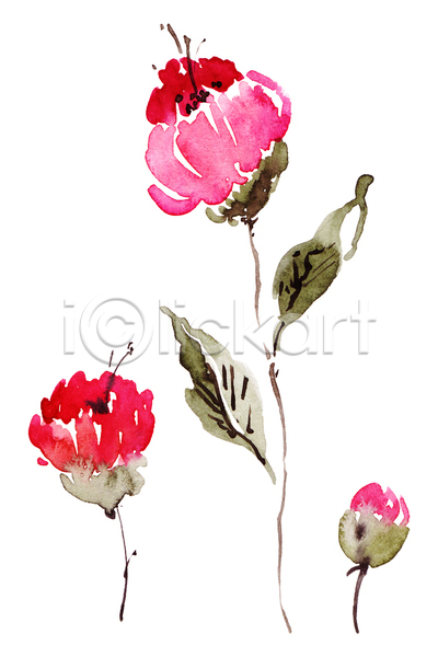 사람없음 JPG 일러스트 포토 해외이미지 그림 꽃 분홍색 세송이 손그림 수채화(물감)