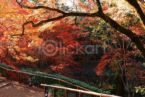 사람없음 JPG 포토 해외이미지 가을(계절) 가을풍경 공원 단풍 단풍나무 산책로 야외 울타리 일본 자연 주간 풍경(경치)