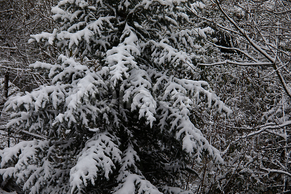 추위 화목 사람없음 JPG 포토 해외이미지 겨울 계절 나무 날씨 냉동 눈내림 뷰티 산 서리 소나무 숲 야외 얼음 여행 연도 자연 전나무 크리스마스 풍경(경치) 황무지 흰색