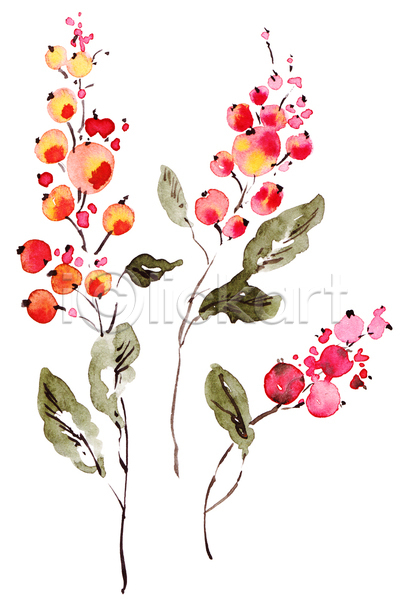 사람없음 JPG 일러스트 포토 해외이미지 그림 꽃 손그림 수채화(물감) 열매 잎