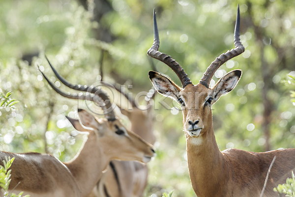 보호 남자 사람없음 JPG 포토 해외이미지 2 가로 관광지 국립공원 남아프리카 동물 보츠와나 보호구역 뿔 사파리 아프리카 야생동물 영양 자연 포유류 황무지