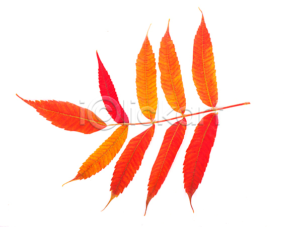 사람없음 JPG 포토 해외이미지 가을(계절) 낙엽 단풍 빨간색 오브젝트