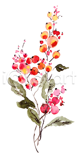 사람없음 JPG 일러스트 포토 해외이미지 그림 꽃 손그림 수채화(물감) 열매 잎