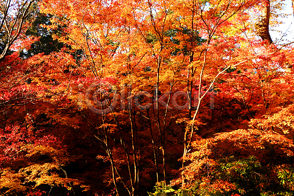 사람없음 JPG 포토 해외이미지 가을(계절) 가을풍경 단풍 단풍나무 숲 야외 일본 자연 주간 주황색 풍경(경치)