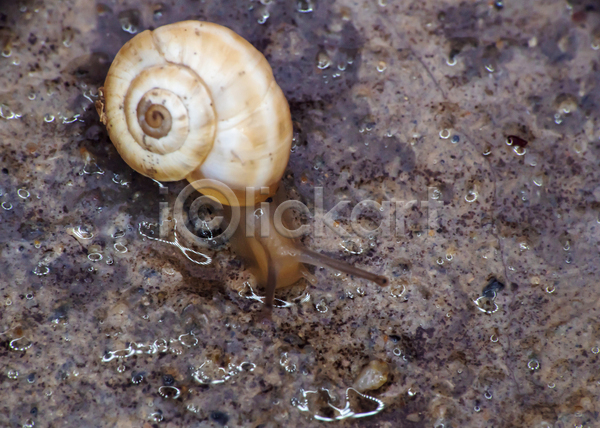 사람없음 JPG 근접촬영 포토 해외이미지 기어가기 달팽이(동물) 땅 야외 작음 젖음 주간 한마리