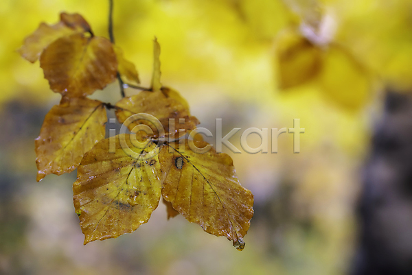 신선 사람없음 JPG 포토 해외이미지 10월 가을(계절) 강렬 계절 공원 나무 나뭇가지 내추럴 노란색 목재 묘사 백그라운드 숲 식물 야외 유럽 잎 자연 질감 초록색 컬러풀 환경