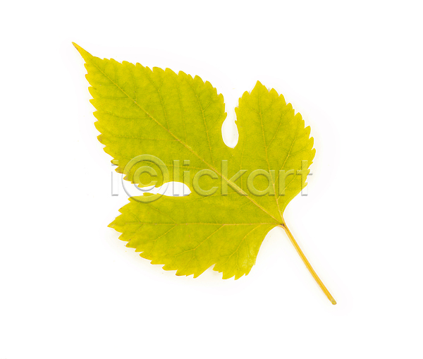 사람없음 JPG 포토 해외이미지 가을(계절) 낙엽 단풍 연두색 오브젝트