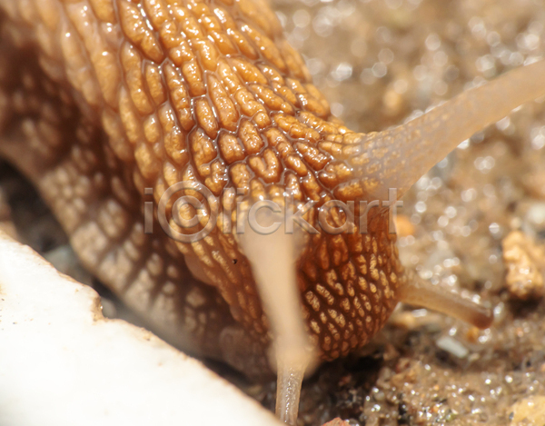 사람없음 JPG 근접촬영 소프트포커스 아웃포커스 포토 해외이미지 달팽이(동물) 더듬이 땅 머리 야외 주간 한마리