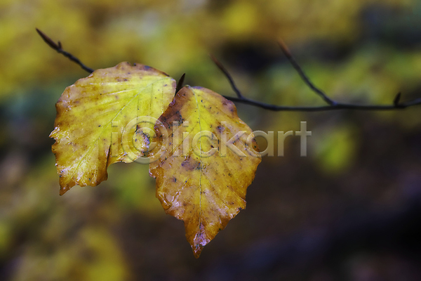 신선 사람없음 JPG 포토 해외이미지 10월 가을(계절) 강렬 계절 공원 나무 나뭇가지 내추럴 노란색 목재 묘사 백그라운드 숲 식물 야외 유럽 잎 자연 질감 초록색 컬러풀 환경