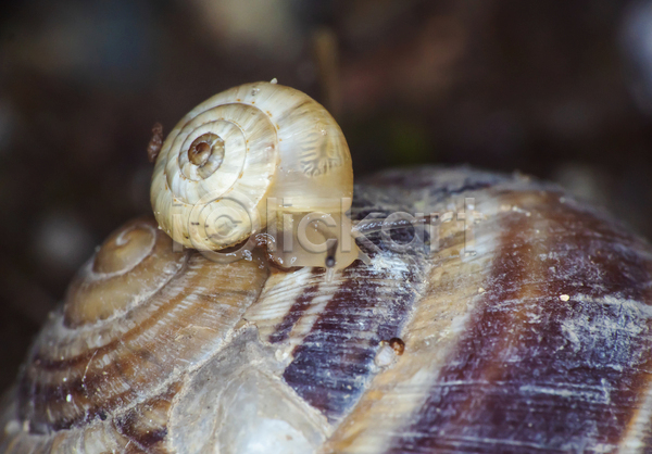 사람없음 JPG 근접촬영 포토 해외이미지 달팽이(동물) 달팽이집 두마리 야외 올라탄 작음 주간 큼