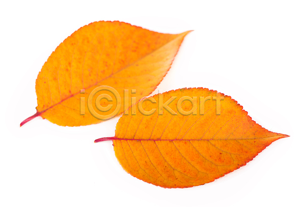 사람없음 JPG 포토 해외이미지 가을(계절) 낙엽 단풍 오브젝트 주황색