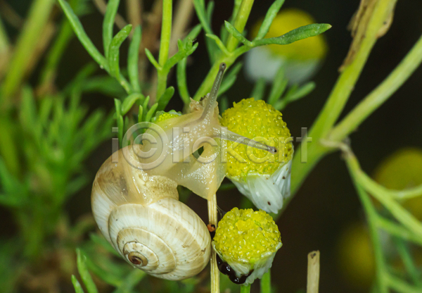 사람없음 JPG 아웃포커스 포토 해외이미지 기어가기 달팽이(동물) 야외 오르기 잎줄기 주간 풀(식물) 한마리