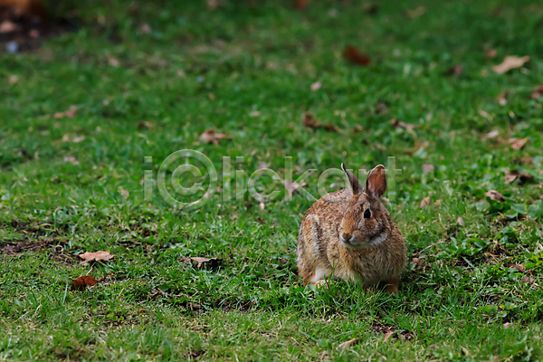 사람없음 JPG 포토 해외이미지 갈색 야생동물 야외 응시 잔디 주간 토끼 한마리