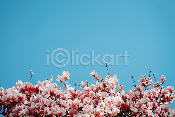 사람없음 JPG 포토 해외이미지 목련 봄 분홍색 야외 주간 풍경(경치)