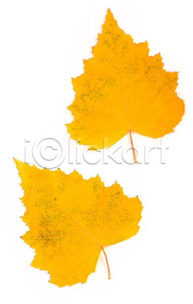 사람없음 JPG 포토 해외이미지 가을(계절) 낙엽 노란색 단풍 오브젝트