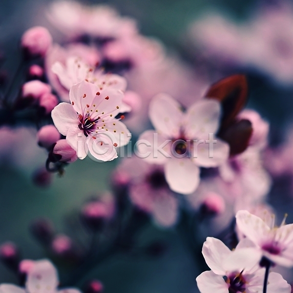 사람없음 JPG 포토 해외이미지 개화 꽃잎 벚꽃 봄 야외 주간