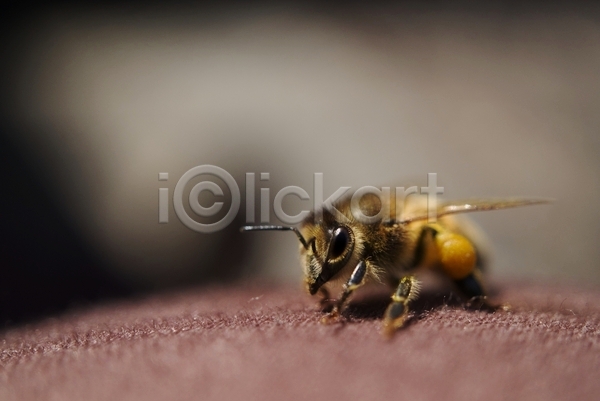 사람없음 JPG 근접촬영 아웃포커스 포토 해외이미지 꿀벌 벌(곤충)