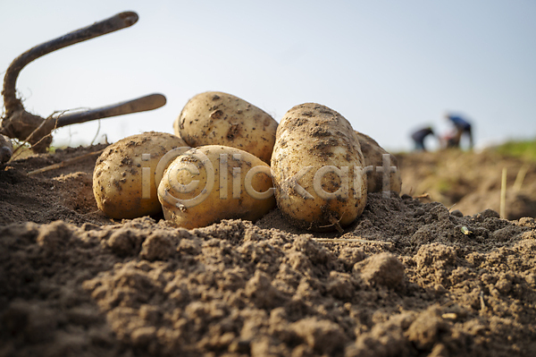 사람없음 JPG 아웃포커스 포토 해외이미지 감자 감자밭 농작물 야외 주간 흙