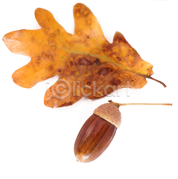 사람없음 JPG 포토 해외이미지 가을(계절) 갈색 낙엽 단풍 도토리 오브젝트