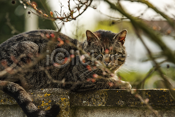 사람없음 JPG 소프트포커스 아웃포커스 포토 해외이미지 가을(계절) 고양이 담장 앉기 야생동물 웅크림 응시