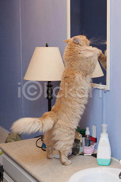 만족 사람없음 JPG 포토 해외이미지 거울 고립 고양이 놀이 동물 모피 미술 반사 백그라운드 아침 얼굴 오렌지 욕실 유리 유행 일상 작음 장난 털 표정 표현