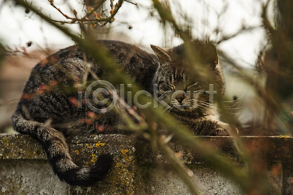 사람없음 JPG 소프트포커스 아웃포커스 포토 해외이미지 가을(계절) 고양이 나뭇가지 담장 앉기 야생동물 웅크림 잠 한마리