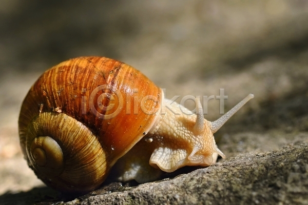 사람없음 JPG 근접촬영 아웃포커스 포토 해외이미지 달팽이(동물) 돌(바위) 땅 야외 주간 한마리