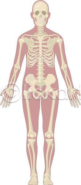 사람 EPS 일러스트 해외이미지 고립 골격 과학 교육 궤 그래픽 그림 디자인 만화 모델 부분 뼈 생물학 시스템 신체 엘리먼트 차트 척추 클립아트 해골모형 해부