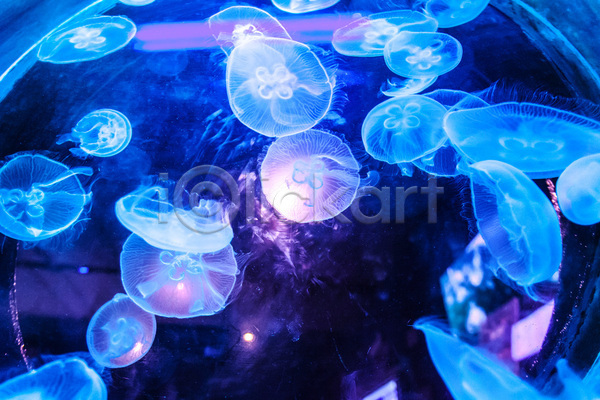 사람없음 JPG 포토 해외이미지 수중 수중동물 여러마리 자포동물 파란색 해파리