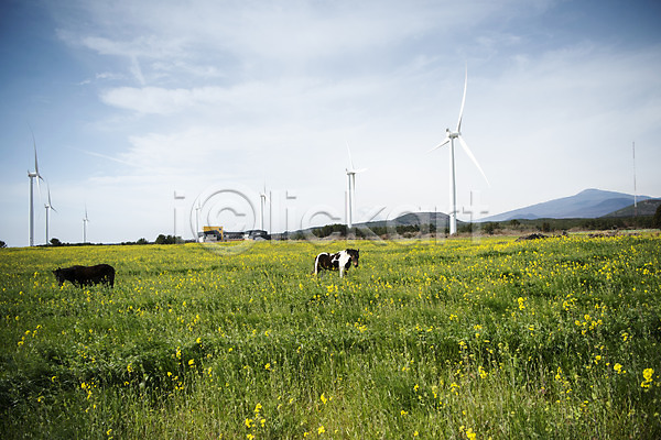 사람없음 JPG 포토 구름(자연) 두마리 말(동물) 봄 봄풍경 야외 에너지 에코 여행 유채 유채밭 자연 제주도 주간 풍경(경치) 풍력에너지 하늘 한국