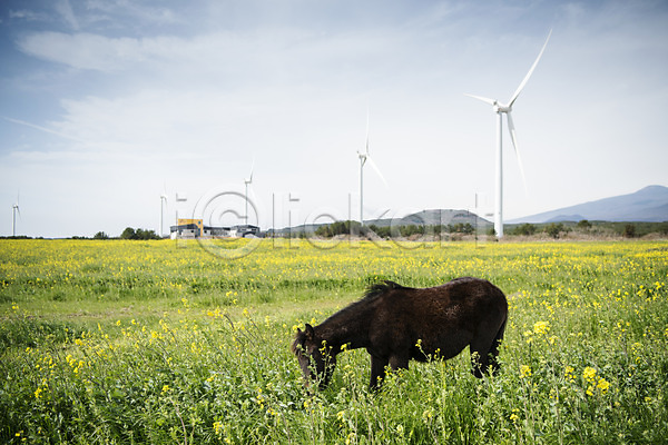 사람없음 JPG 포토 구름(자연) 말(동물) 봄 봄풍경 야외 에너지 에코 여행 유채 유채밭 자연 제주도 주간 풍경(경치) 풍력에너지 하늘 한국 한마리