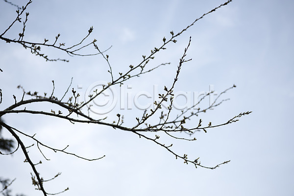 사람없음 JPG 로우앵글 포토 구름(자연) 나뭇가지 봄 봄풍경 야외 여행 자연 제주도 주간 풍경(경치) 하늘 한국
