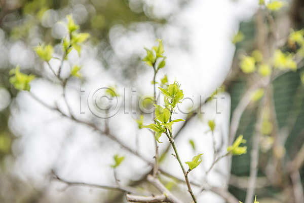 사람없음 JPG 아웃포커스 포토 꽃봉오리 벚나무 봄 봄풍경 새싹 야외 여행 자연 제주도 주간 풍경(경치) 한국