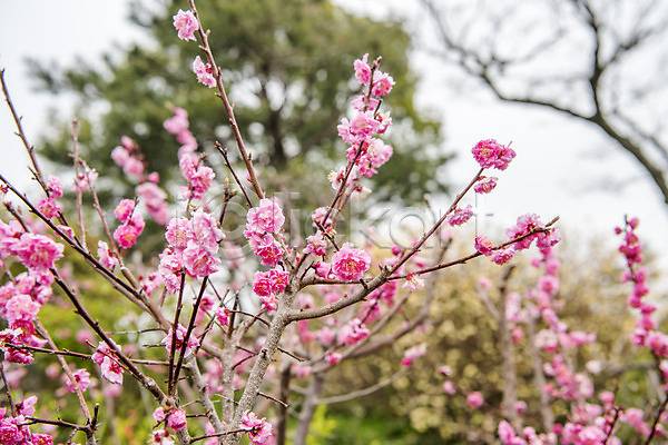 사람없음 JPG 아웃포커스 포토 나뭇가지 매화 매화나무 봄 봄풍경 야외 여행 자연 제주도 주간 풍경(경치) 한국