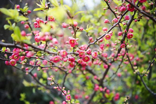 사람없음 JPG 아웃포커스 포토 나뭇가지 매화 매화나무 봄 봄풍경 야외 여행 자연 제주도 주간 풍경(경치) 한국