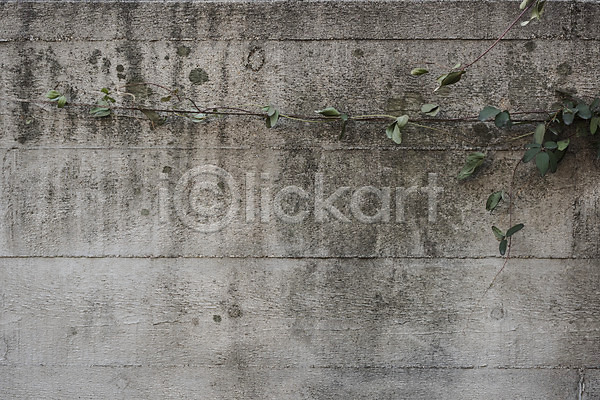 빈티지 지저분함 사람없음 JPG 근접촬영 포토 덩굴 백그라운드 벽 시멘트벽 야외 잎 주간 질감 회색