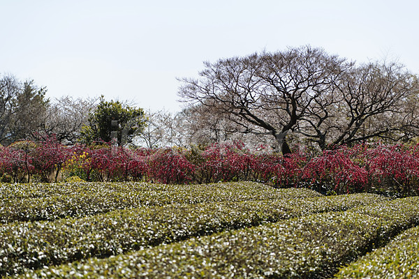 사람없음 JPG 포토 나무 녹차밭 녹차잎 맑음 봄 야외 여행 자연 제주도 주간 풍경(경치) 하늘 한국