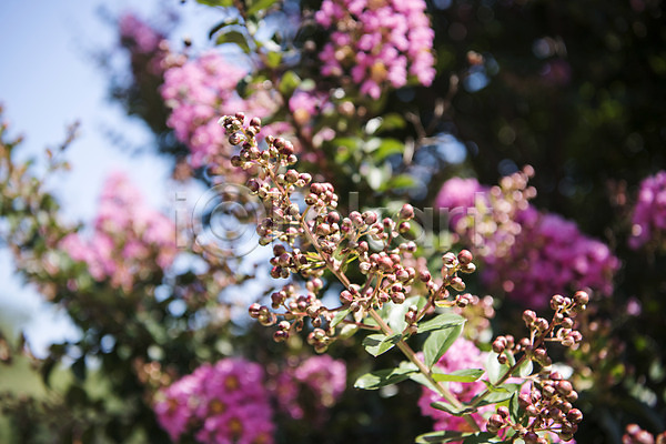 사람없음 JPG 로우앵글 포토 꽃 꽃나무 싱그러움 야외 여름(계절) 여름풍경 자연 주간 풍경(경치) 하늘