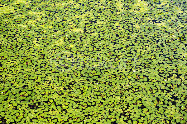 사람없음 JPG 포토 꽃 수련잎 싱그러움 야외 여름(계절) 여름풍경 연못 자연 주간 풍경(경치)