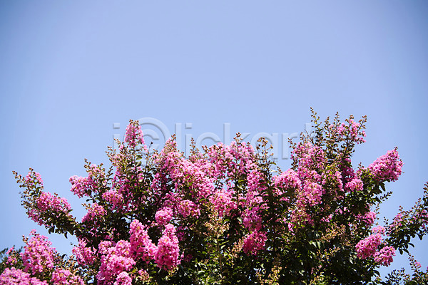 사람없음 JPG 로우앵글 포토 꽃 꽃나무 싱그러움 야외 여름(계절) 여름풍경 자연 주간 풍경(경치) 하늘