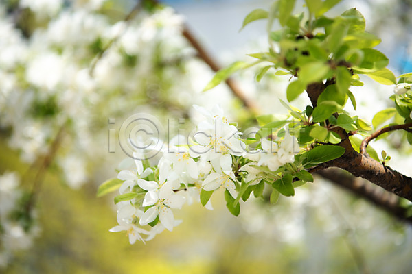 사람없음 JPG 아웃포커스 포토 꽃 꽃나무 나뭇가지 맑음 봄 사과꽃 야외 자연 주간 판교 풍경(경치)